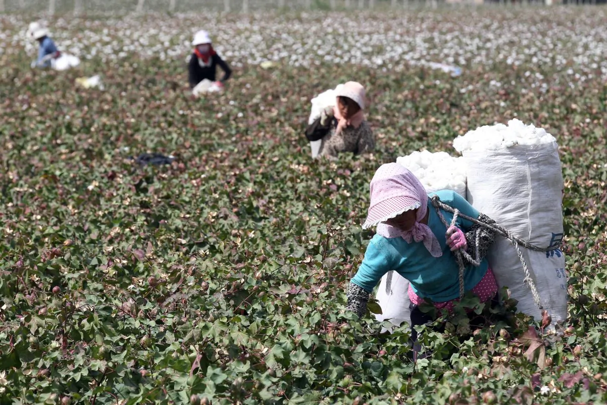 This photo taken on September 20, 2015 shows Chinese farmers picking cotton in the fields during the harvest season in Hami, in northwest China's Xinjiang region. (STR/AFP via Getty Images)