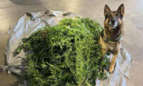 Maine Border Patrol K9 Sniffs Out 40 Pounds of Marijuana From Illegal Grow Op