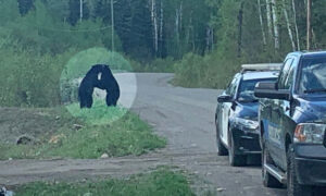 Police Officer Captures 'Special' Moment of Two Black Bears Embracing on the Road
