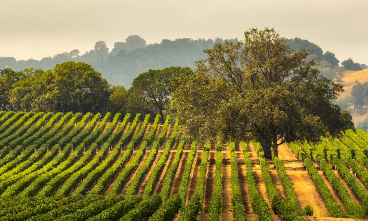 What happens in Napa and Sonoma doesn't even begin to depict the overall goodness, or not, of any particular vintage. (Gary Saxe/Shutterstock)