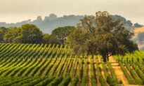 Wine Talk: Remembering the 2020 Vintage