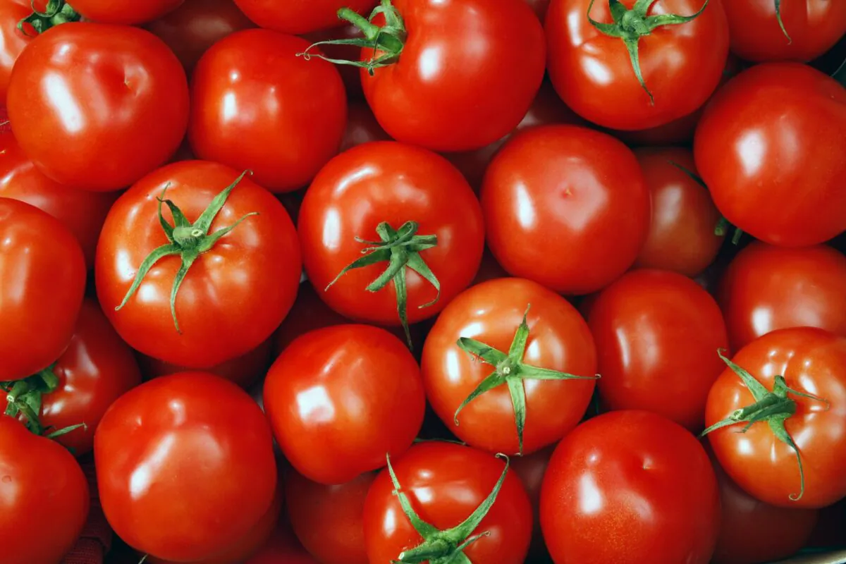 The shiny round orbs the color of sports cars that get more speeding tickets—also known as tomatoes that look like tomatoes—are the tomatoes that make the best sauce. (Deniss09/Shutterstock) or (Vit-vit/Shutterstock)