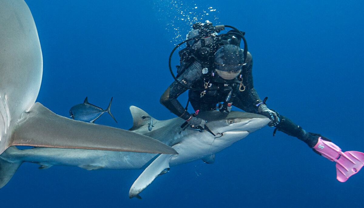 Female Diver Removes Fishing Hook Stuck in Shark's Mouth: 'It's Such an  Amazing Feeling'