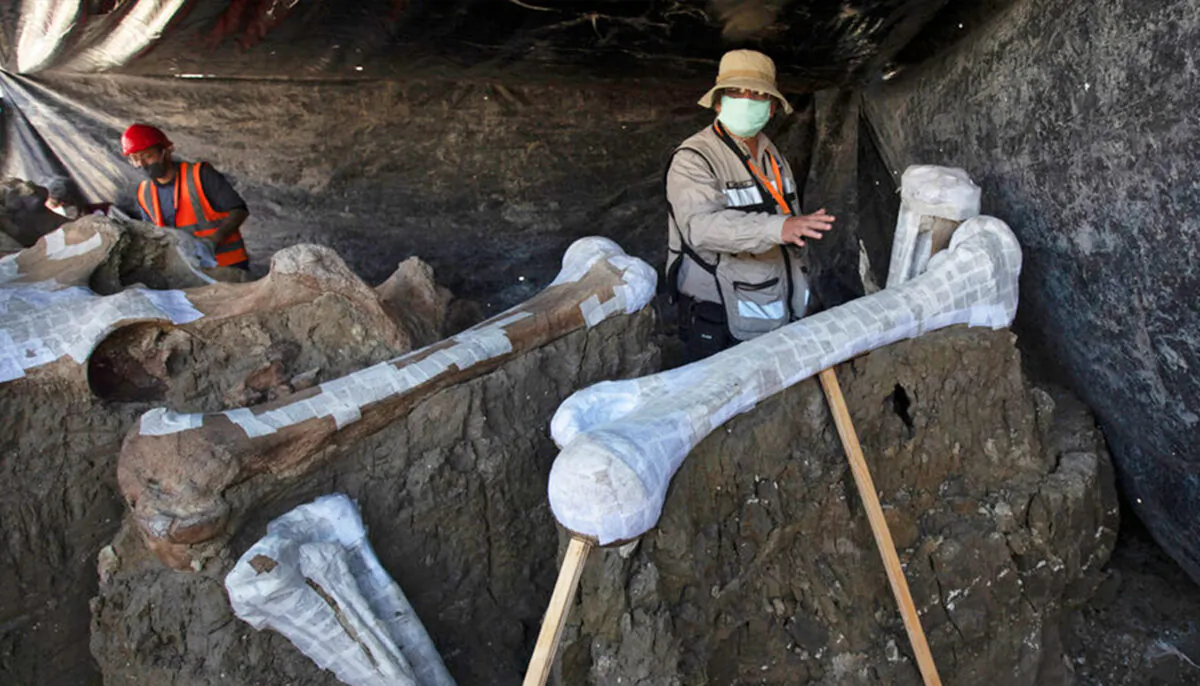Ruben Manzanilla Lopez of the National Anthropology Institute, who is responsible for the preservation work in the area, shows the skeleton of a mammoth that was discovered in the construction site of Mexico City’s new airport in the Santa Lucia military base, Mexico, Thursday, Sept. 3, 2020. (Marco Ugarte/AP Photo)
