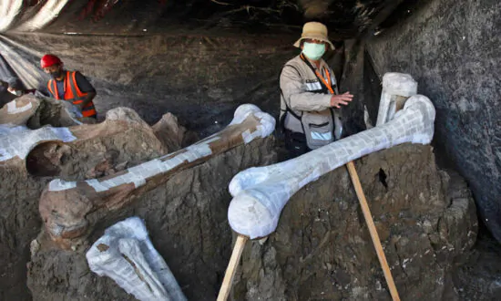 ‘Mammoth Central’ Found at Mexico Airport Construction Site