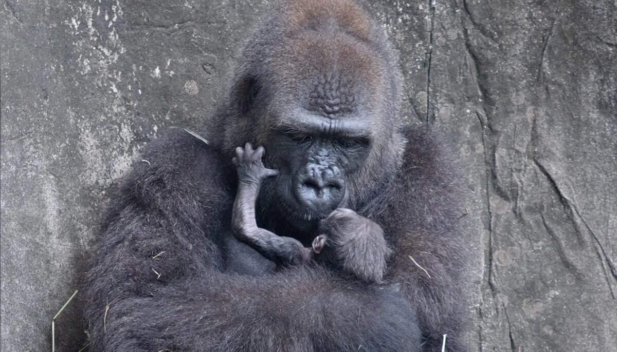 (Courtesy of Audubon Nature Institute)