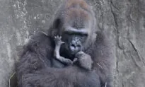 A Critically Endangered Baby Gorilla Died Six Days After Being Born at Audubon Zoo