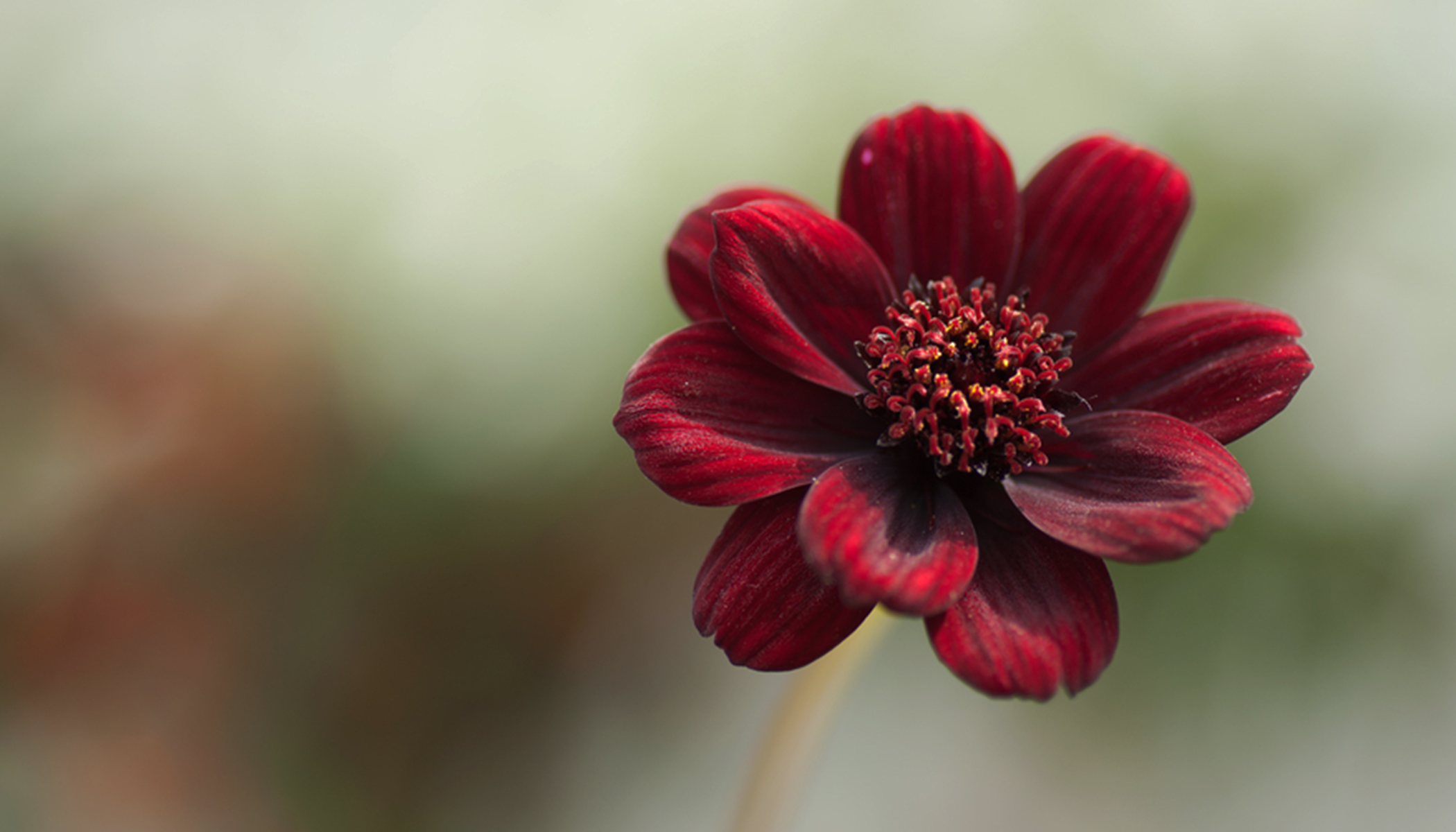 chocolate cosmos flowers exude a sweet scent that will remind you