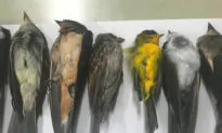 Hundreds of Thousands of Migratory Birds Have Been Found Dead in New Mexico