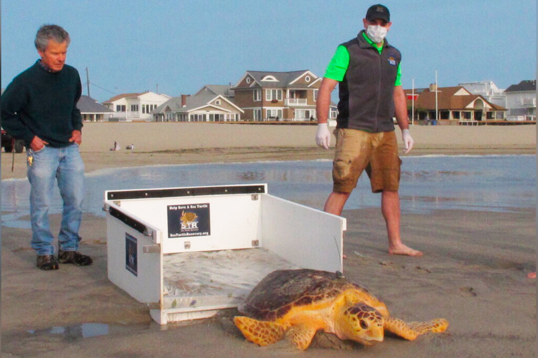 Once Near Death, Rescued Sea Turtles Are Released Back to the Ocean ...
