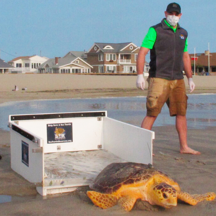 Sea Turtle Preservation Society saves stranded turtle in Melbourne Beach