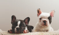 Ask the Vet: Flat-Faced Breeds Are Prone to Health Problems