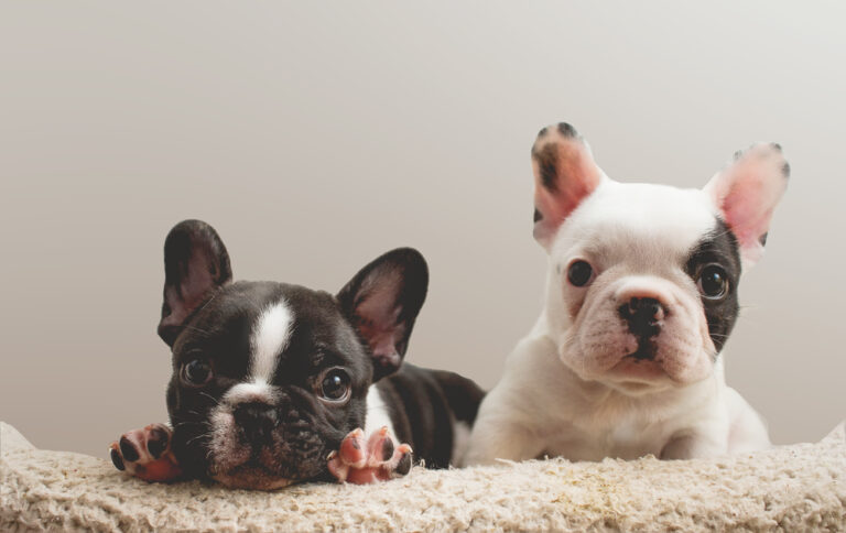 A Cute French Bulldog Tee Women's Image by Shutterstock