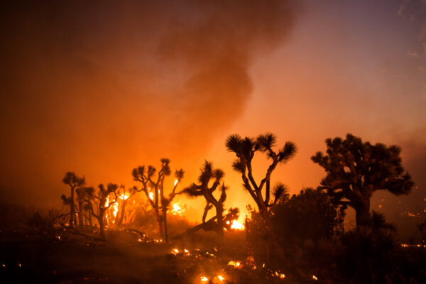 Joshua trees are consumed by the Bobcat Fire in Juniper Hills, Calif.
