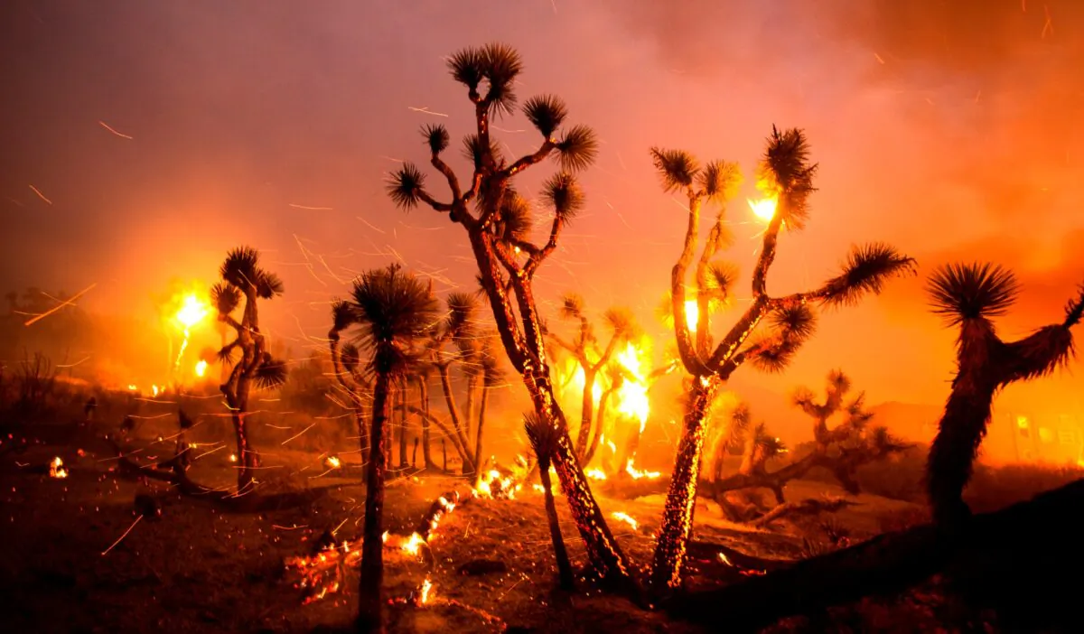 The wind whips embers from the Joshua trees burned by the Bobcat Fire in Juniper Hills, Calif., on Sept. 18, 2020. (Ringo H.W. Chiu/AP Photo)