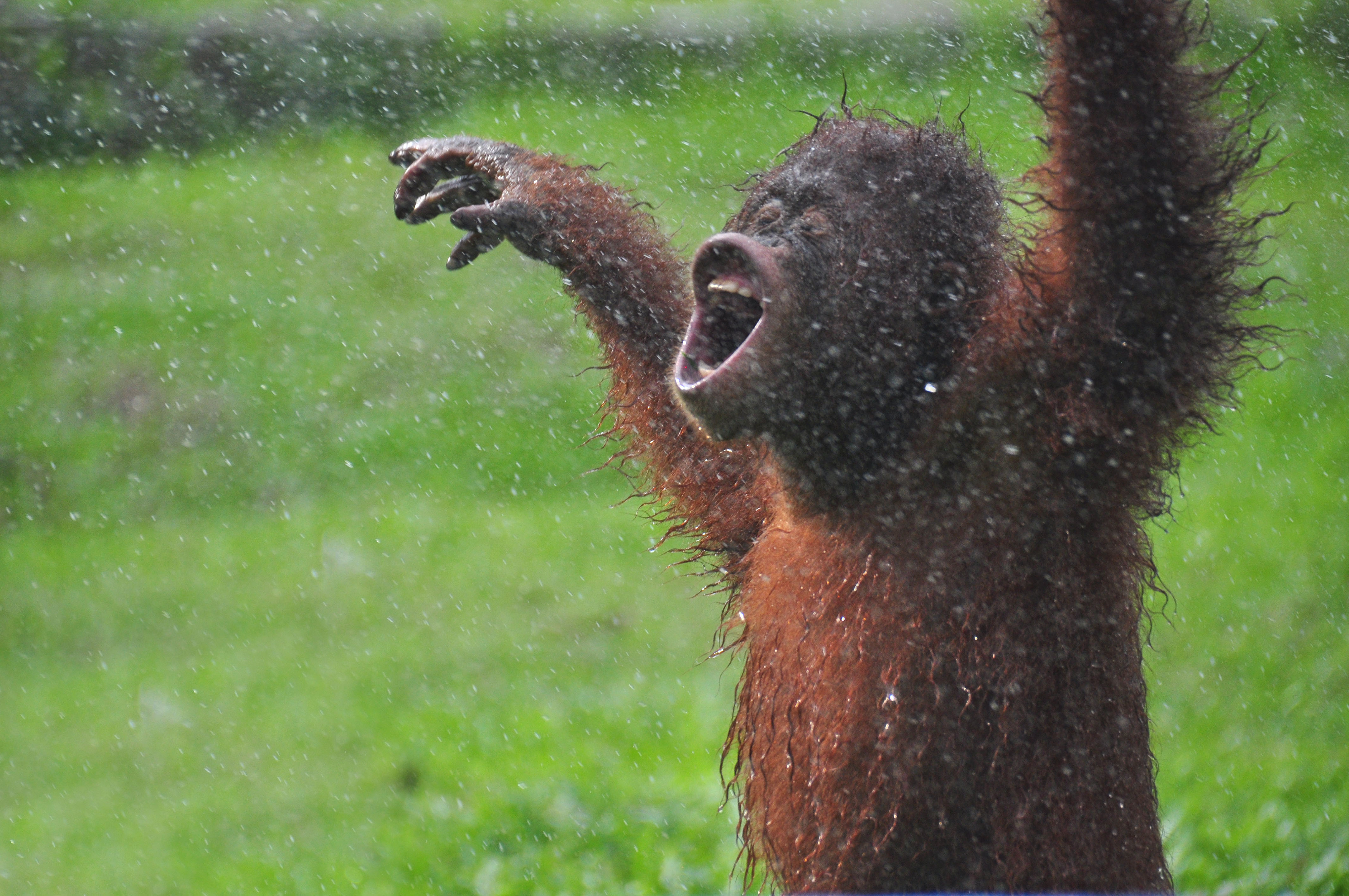 Photographer Captures Incredible Photos of Rescued 