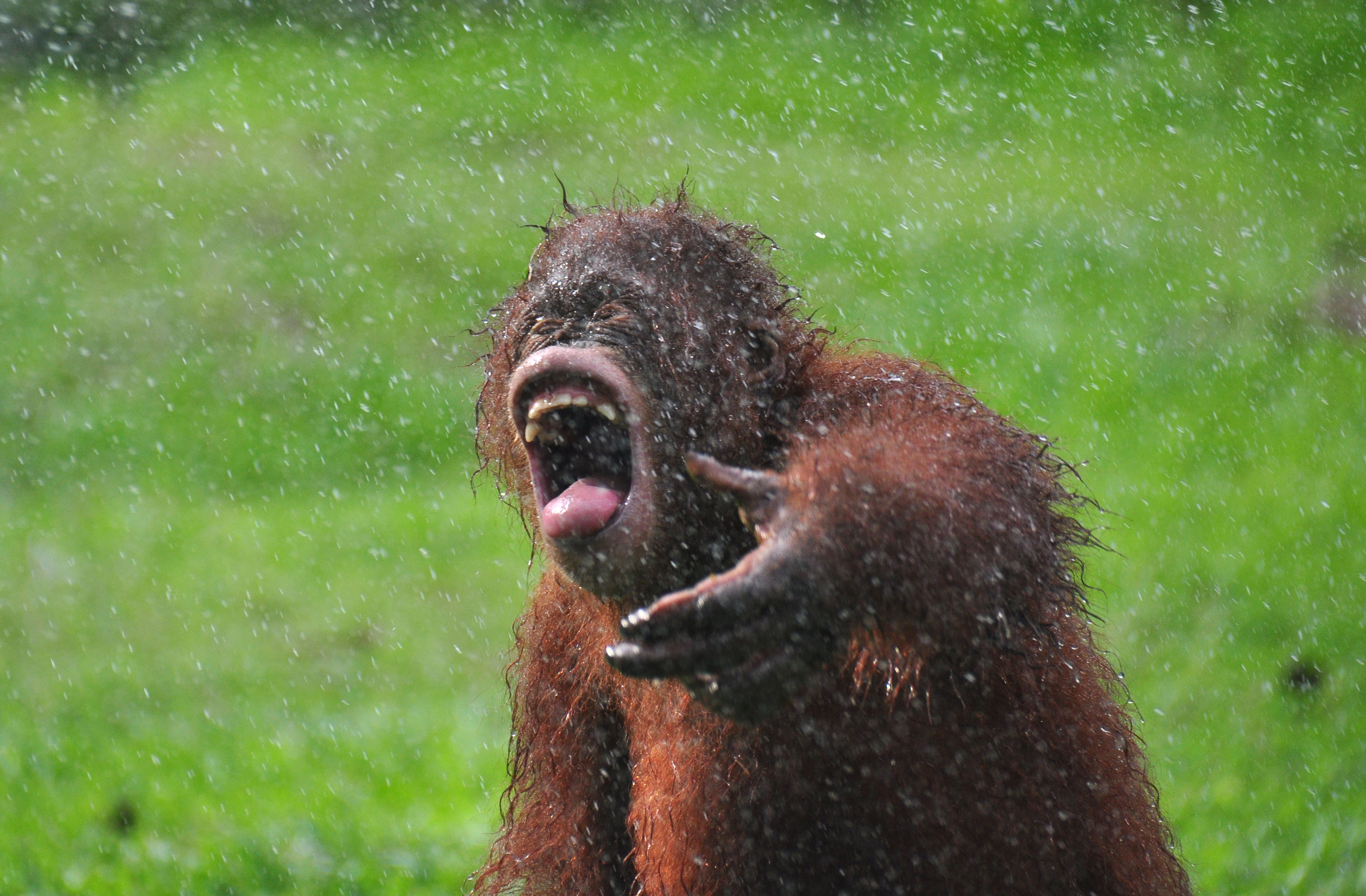 Photographer Captures Incredible Photos of Rescued 