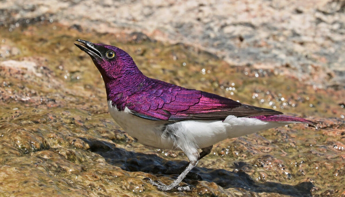 The Spectacular African 'Amethyst' Starling Looks Like a Living Gemstone With Wings