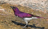 The Spectacular African ‘Amethyst’ Starling Looks Like a Living Gemstone With Wings