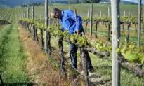 Australia’s Biggest Wine Producer Shuts Down Victorian Winery Amid Increasing Costs