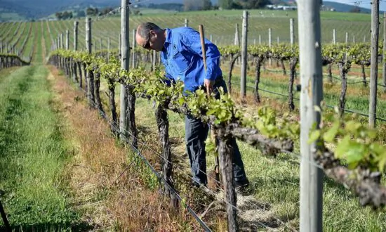 Australia’s Biggest Wine Producer Shuts Down Victorian Winery Amid Increasing Costs