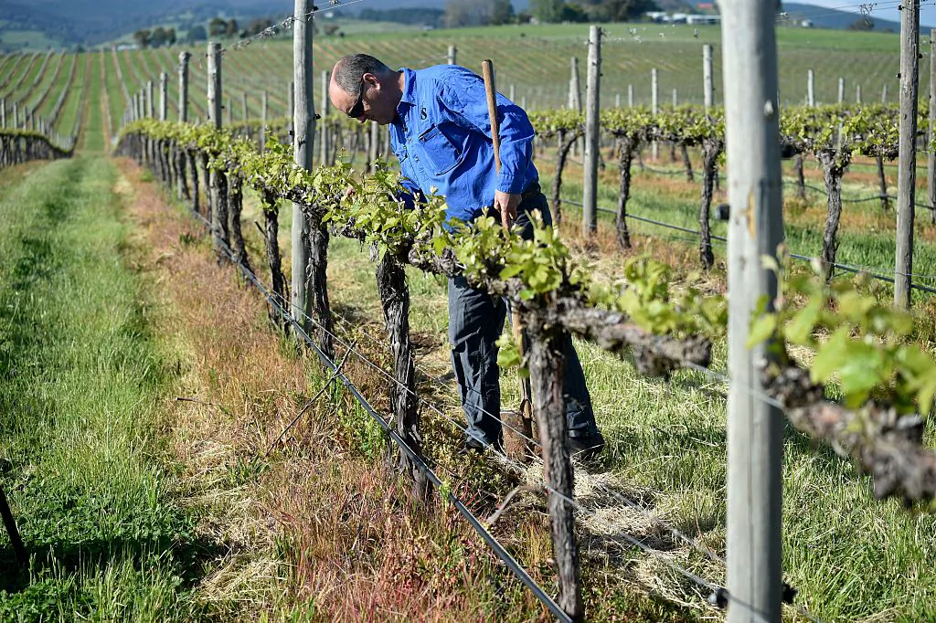 Winemaker Justin Jarrett checking his vines at his vineyard in Orange, Wester Australia on Oct. 29, 2016.
(PETER PARKS/AFP via Getty Images)
