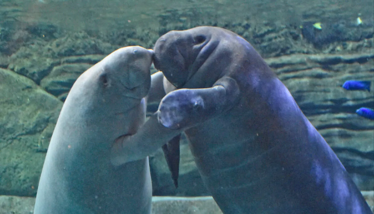 (Cincinnati Zoo & Botanical Garden)