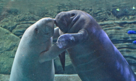 Two Rehabbed Cincinnati Zoo Manatees Head Home to Native Florida Waters