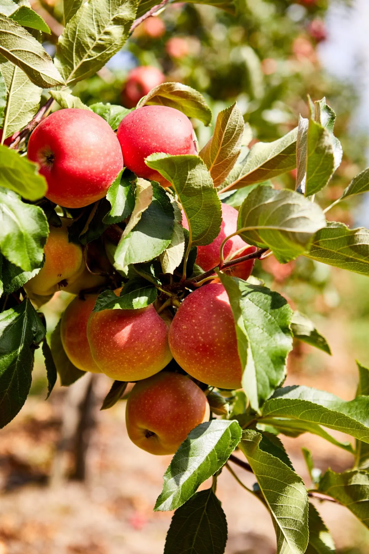 Early Americans brewed cider when they had no grains or barley for beer—but plenty of apples. (Zoom Team/Shutterstock)