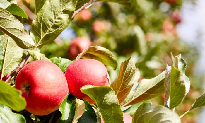 Early Americans brewed cider when they had no grains or barley for beer鈥攂ut plenty of apples. (Zoom Team/Shutterstock)