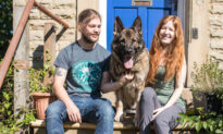 German Shepherd Was Stolen in Broad Daylight but Finds His Way Home 14 MONTHS LATER