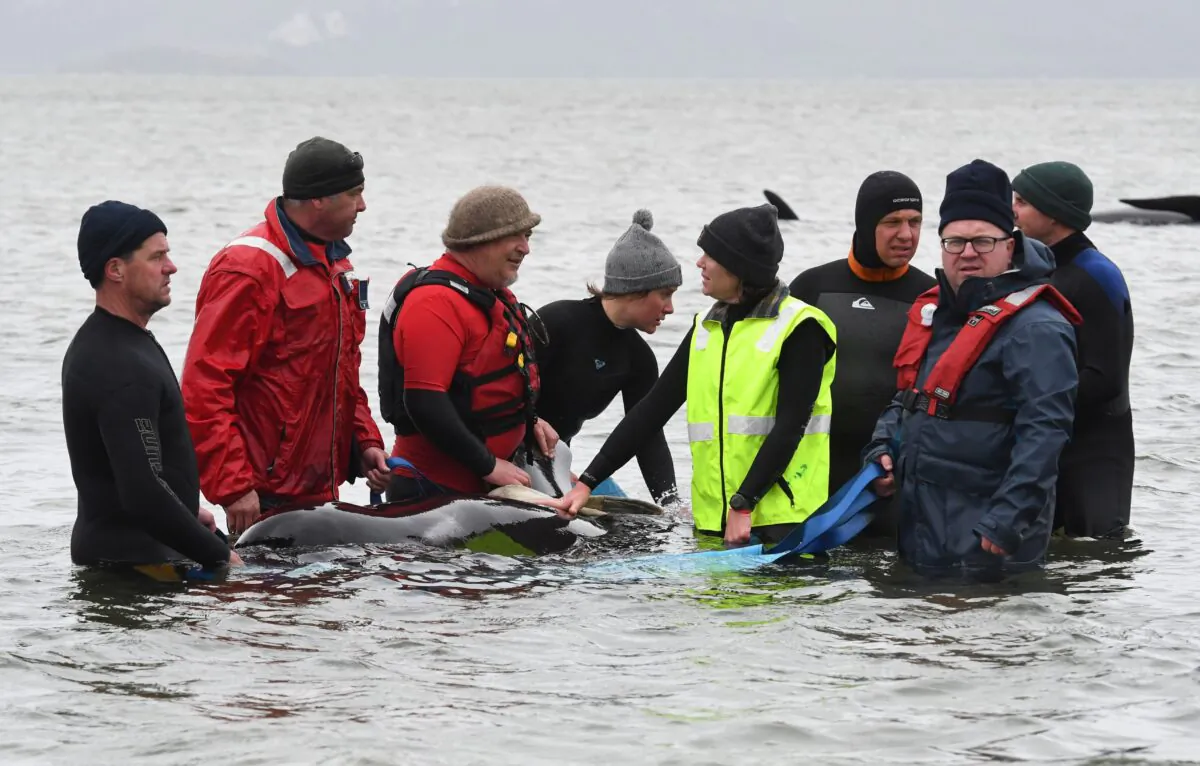 Rescuers work to save a pod of whales stranded on a sandbar in Macquarie Harbour, Tasmania on September 22, 2020. (Brodie Weeding/Getty Images)