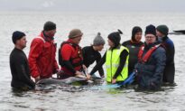 Social Pilot Whales Prone to Beaching