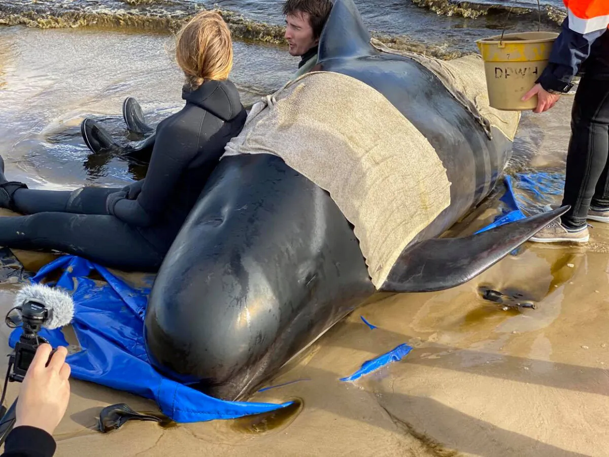 Whale rescue efforts take place at Macquarie Harbour in Tasmania, Australia September 22, 2020. (Bilal Rashid via Reuters)