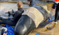 Mission Underway to Save 450 Dying Whales in Tasmania