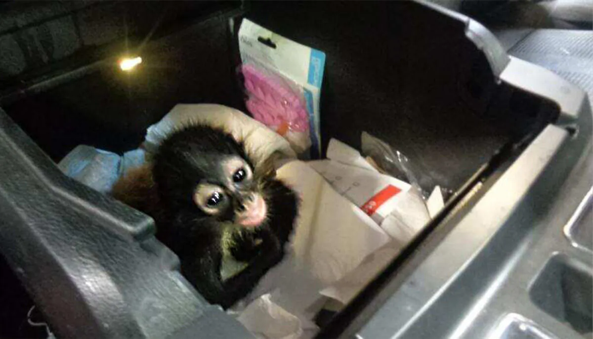 (U.S. Customs and Border Protection)