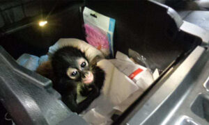 Border Officers Seize Baby Spider Monkey Hidden in Truck Console at US-Mexico Border