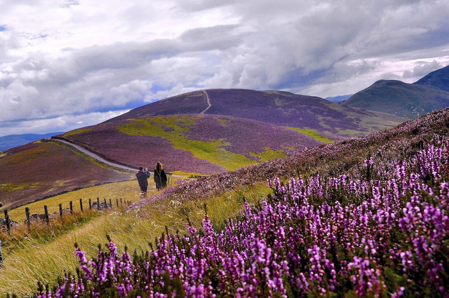 Spectacular Images Depict Beautiful Heather Blooms Across Picturesque