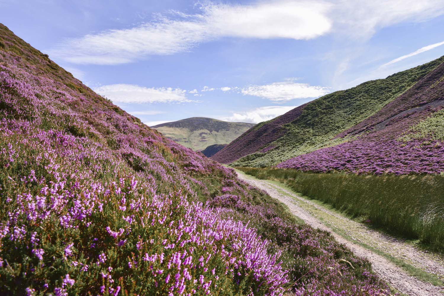 Spectacular Images Depict Beautiful Heather Blooms Across Picturesque ...