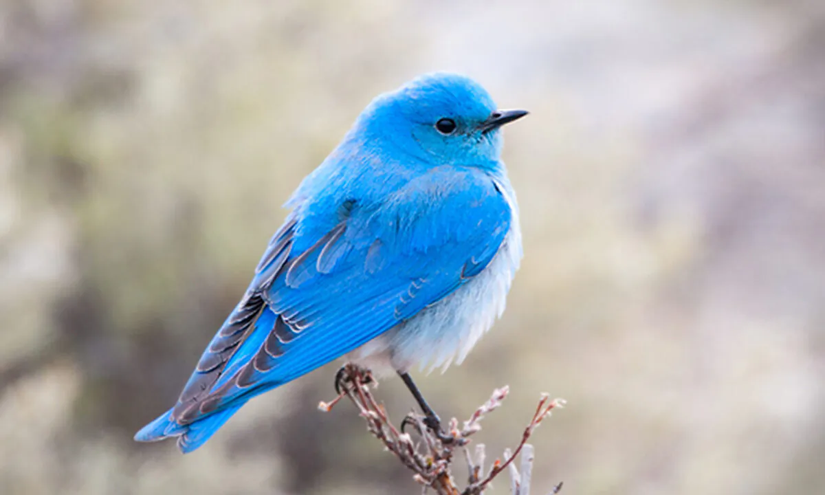 (Birdiegal/Shutterstock)