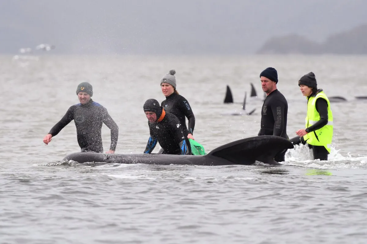 Members of a rescue crew stand with a whale on a sand bar near Strahan, Australia on Sept. 22, 2020. (Brodie Weeding/Pool Photo via AP)