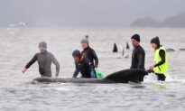 Nearly 500 Pilot Whales Stranded in Australia; 380 Dead