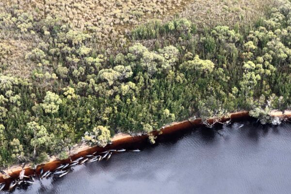 Whale carcasses are scattered along the water