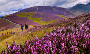 Spectacular Images Depict Beautiful Heather Blooms Across Picturesque Landscape in Scotland