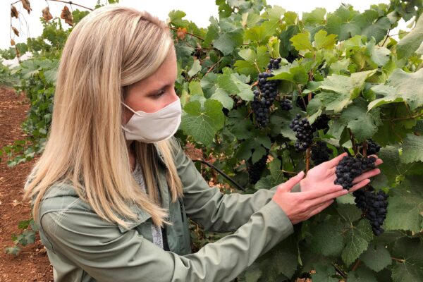 a cluster of pinot noir grapes