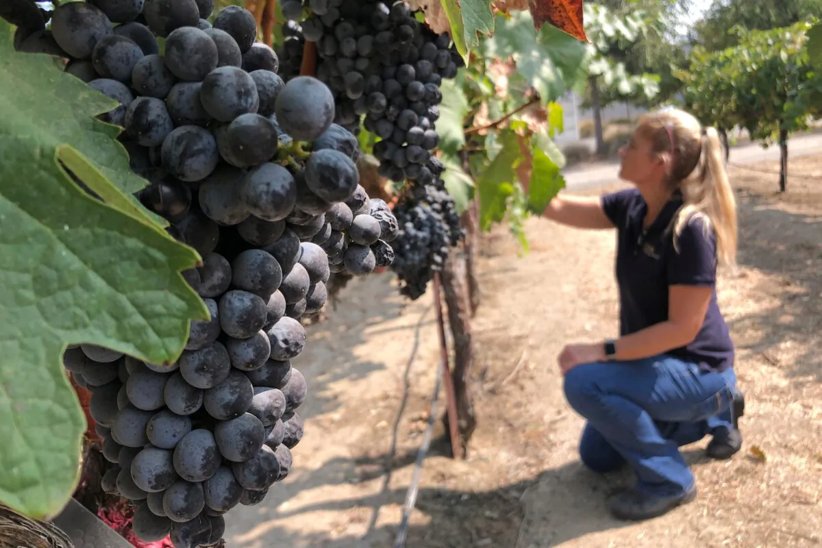 Anita Oberholster, enology specialist at the University of California, Davis, examines wine grapes in the university's research vineyard in Davis, Calif. (Haven Daley/AP Photo)