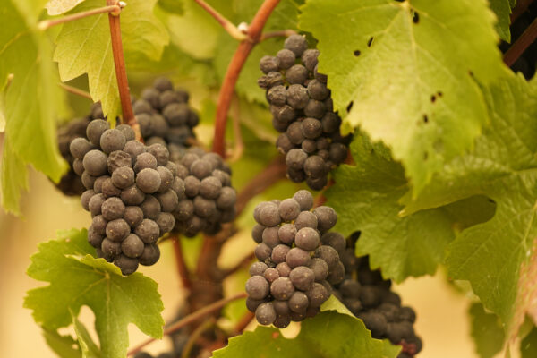 Grapes with ash on them