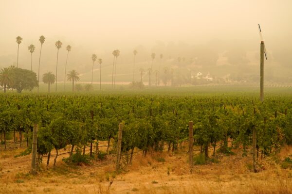 Smoke and haze from wildfires