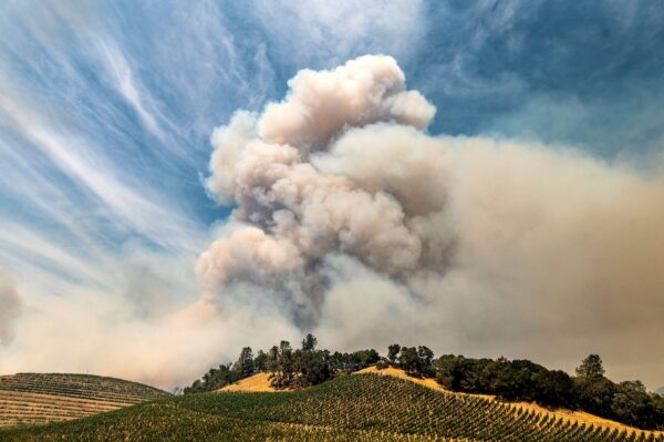 A plume rises over a vineyard
