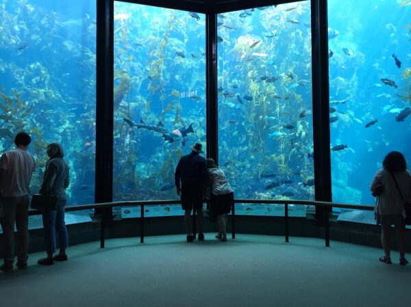 Monterey Bay Aquarium Celebrates 40th Anniversary With Free Tickets for County Residents